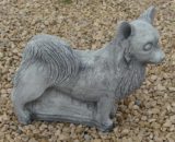 294 chihuahua