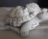 345 schildpad met jong