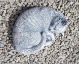 Z210 kat , poes slapend