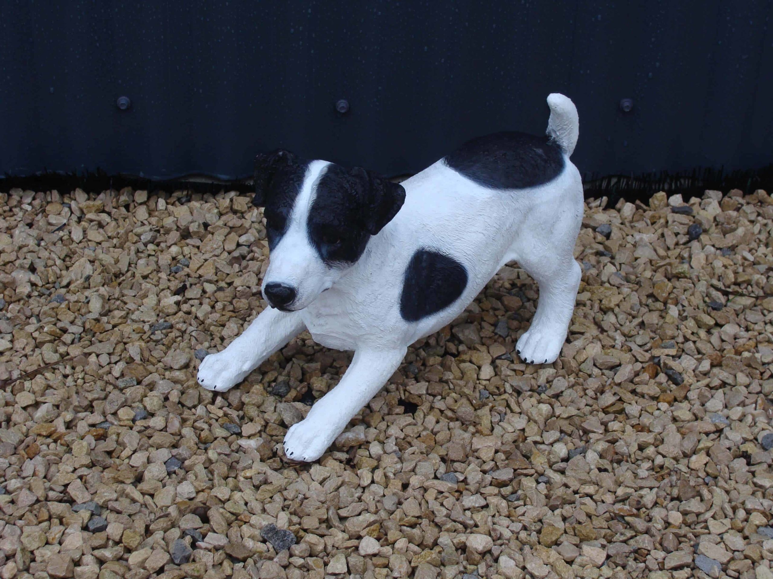 3016 jack russel 20 €