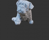 412 engelse bulldog pup
