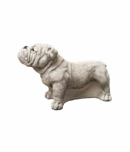 430 engelse bulldog