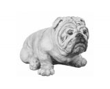 431 engelse bulldog zittend groot
