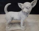 J861 chihuahua staand