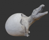 H1651 dinosaurus-Megalosaurus in ei 21 cm